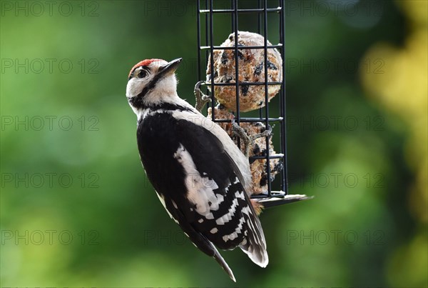 Great spotted woodpecker