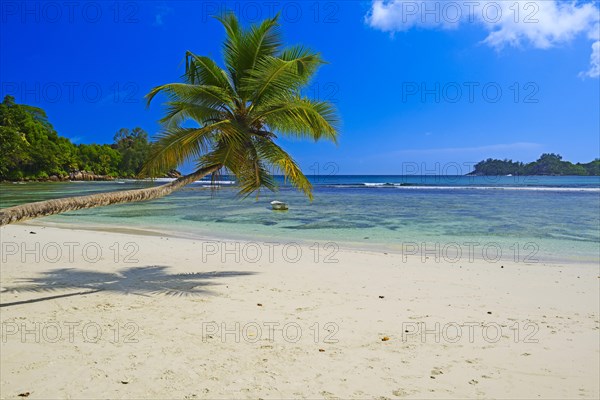 Overhanging coconut palm at the beautiful bay of Baie Lazare