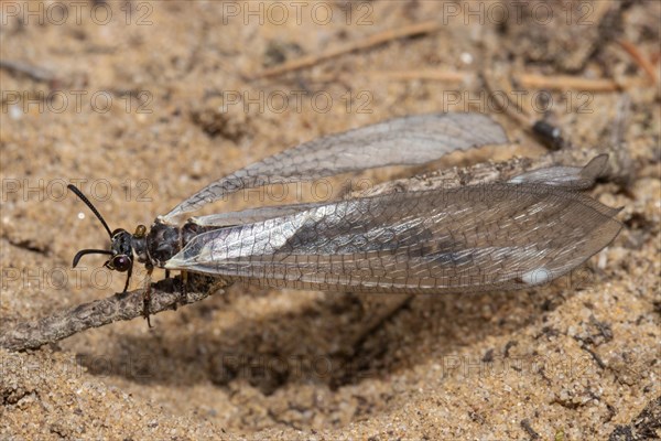Common Ant Damselfly sitting on small branches in sand left sighted