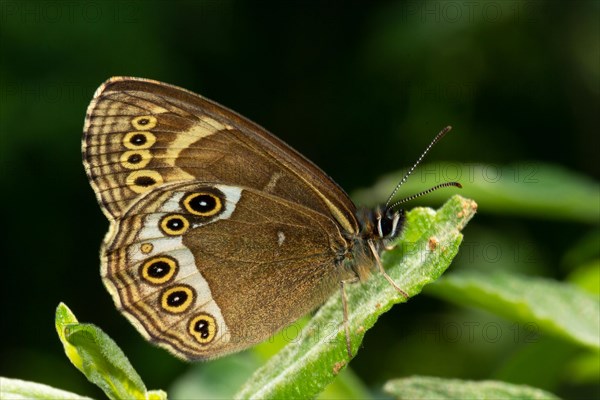 Yellow Ring butterfly butterfly with closed wings sitting on green leaf right looking