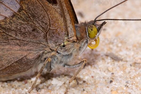 Small Schiller butterfly head portrait with curled proboscis looking right