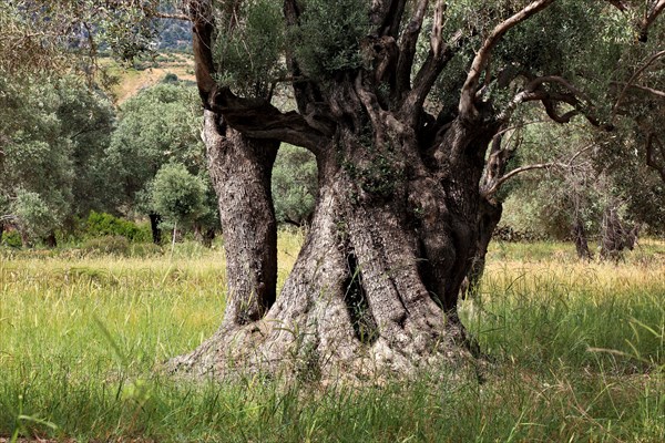 Old olive trees with thick trunks