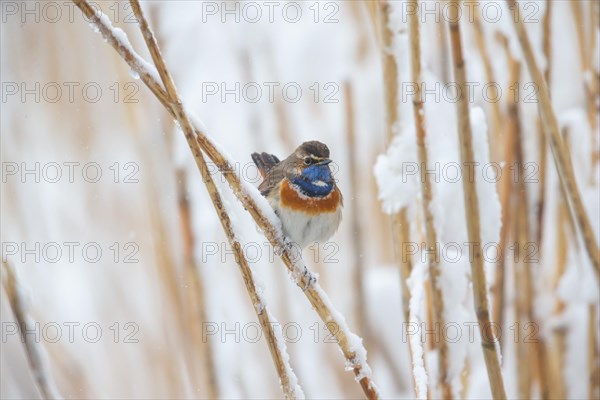 White-spotted bluethroat