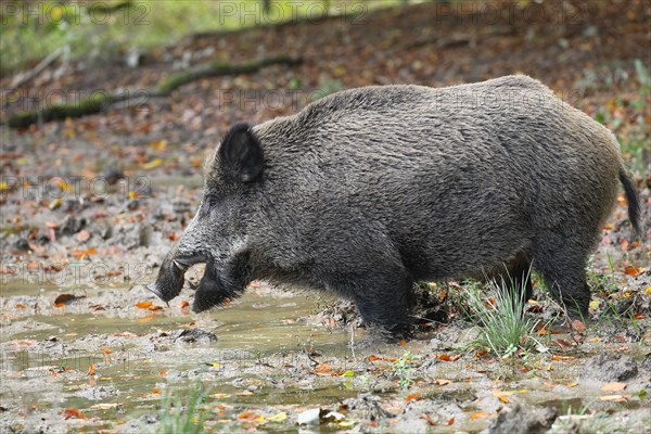 Wild boar