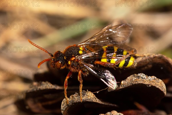 Red haired wasp bee sitting on cone looking left
