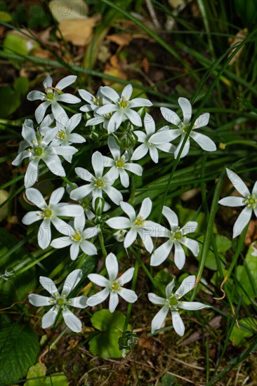 Umbel milk star a few opened white flowers next to each other