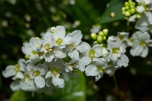 Horseradish several opened white flowers