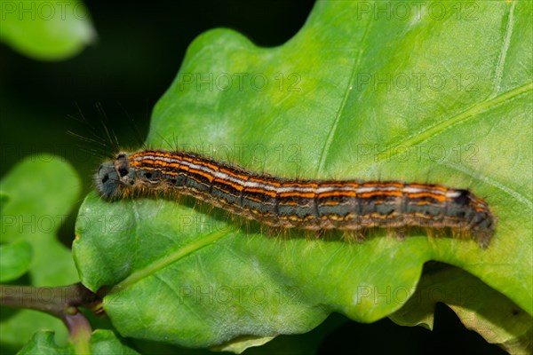 Lackey moth Caterpillar sitting on green leaf looking left