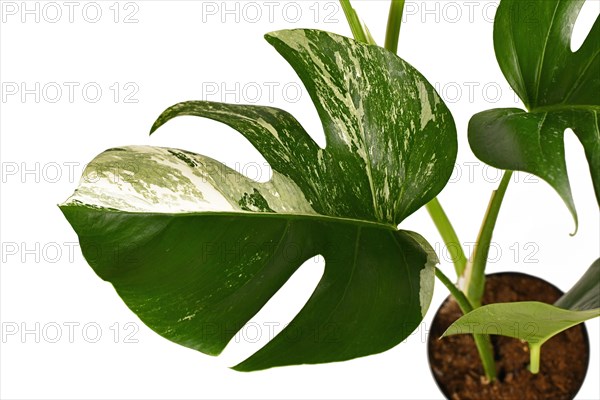 Leaf of tropical 'Monstera Deliciosa Variagata' houseplant with white spots isolated on white background