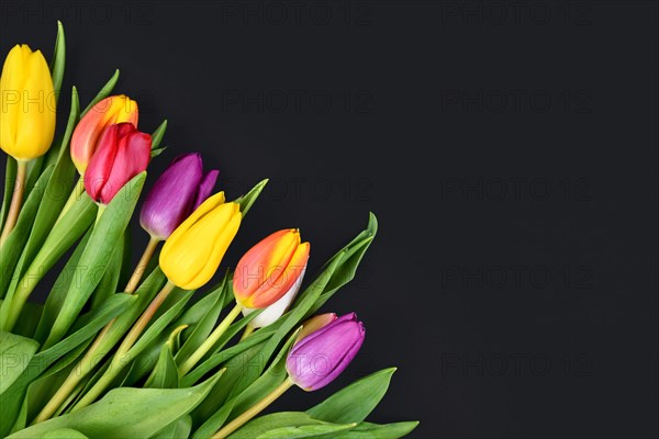 Colorful tulips in corner of black background with copy space