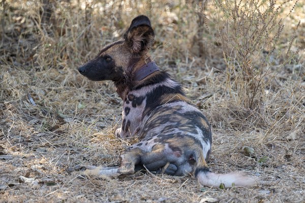 African wild dog