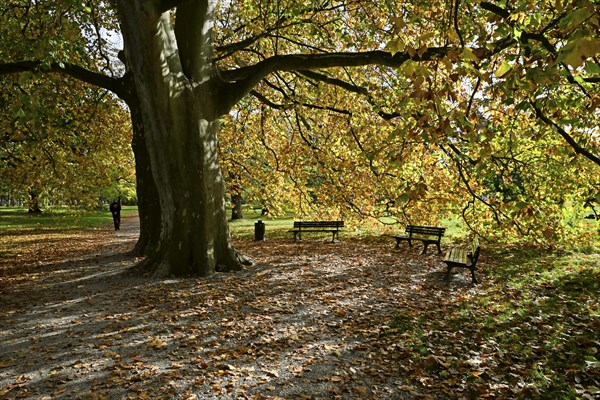 Deciduous trees in the Georgengarten