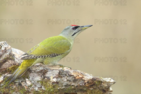 Grey-headed woodpecker