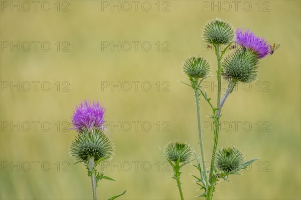 Spear thistle