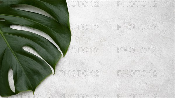 Top view of monstera leaf with copy space. Resolution and high quality beautiful photo