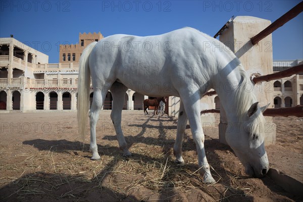 Arabian horse breeding stables in Al Jasra