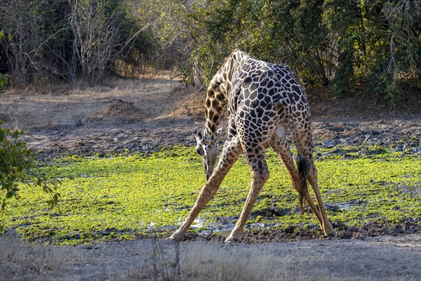 Rhodesian giraffe