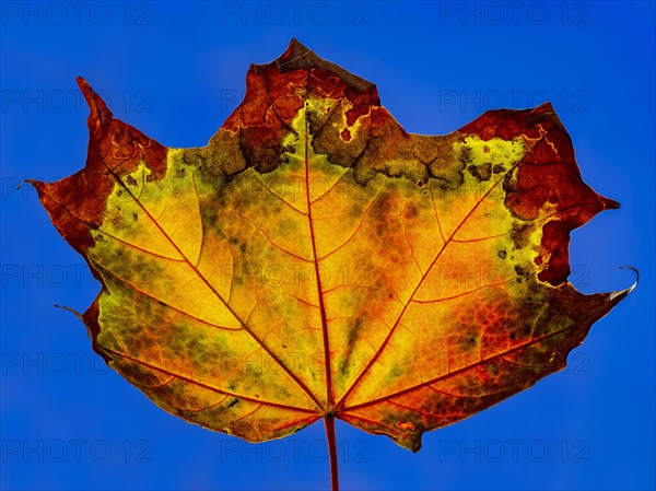 Autumn coloured maple