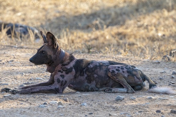 African wild dog