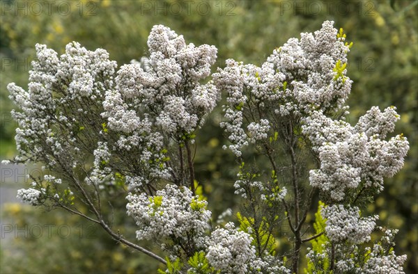 Tree heath