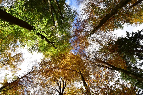 Tree tops in a mixed beech forest with autumn leaves against the sky