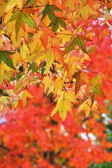 Magnificent amber trees