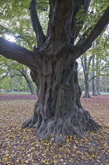 Old european hornbeam