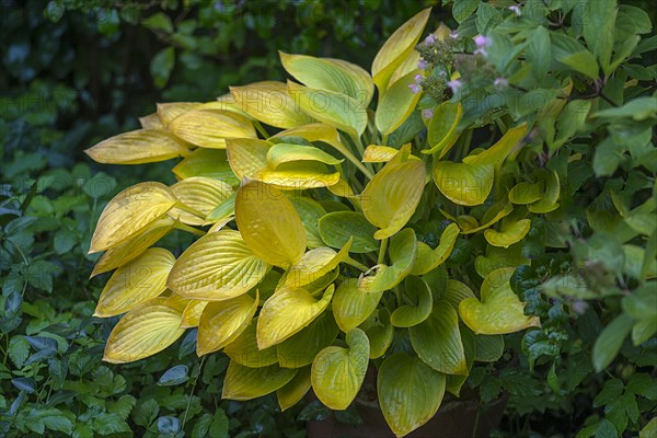 Autumnal Hosta