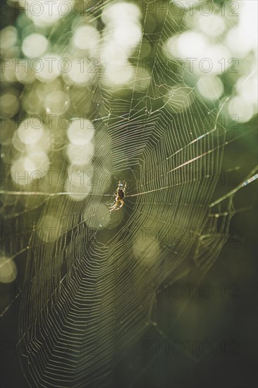 Cross spider