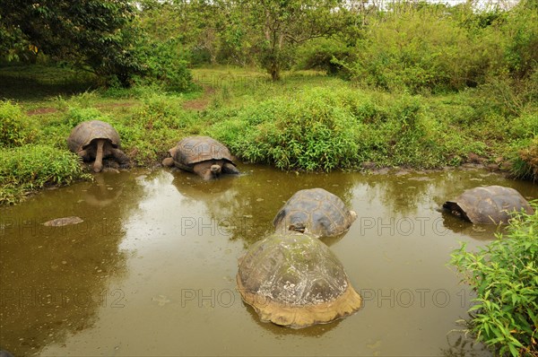 Galapagos giant tortoise in a pond on Santa Cruz