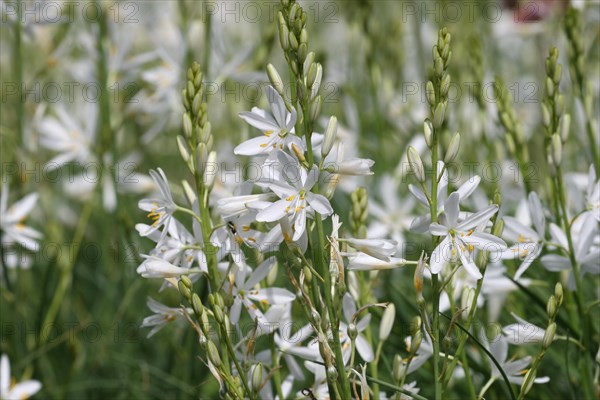 Grass lily