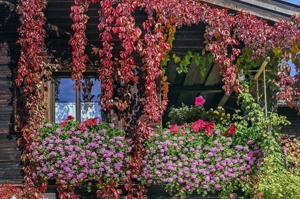 Wooden house with floral decoration and vegetation of widem vine