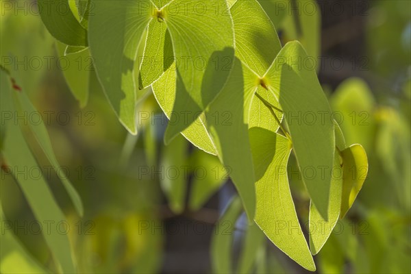 Leaves of the Mopane