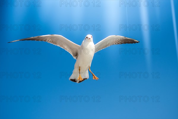 Pair of seagulls are flying in a sky as a background