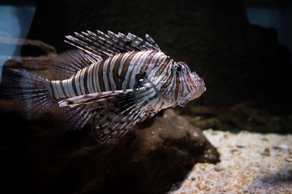 Red lionfish