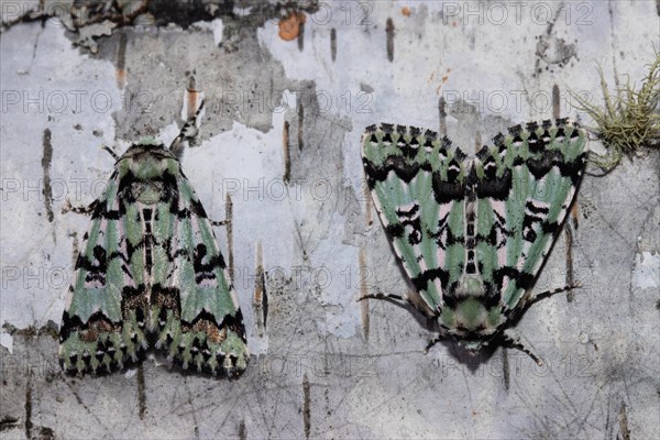 Celadon owl two moths sitting next to each other on a tree trunk seeing different from behind