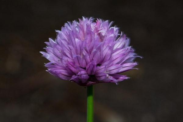 Chives purple inflorescence