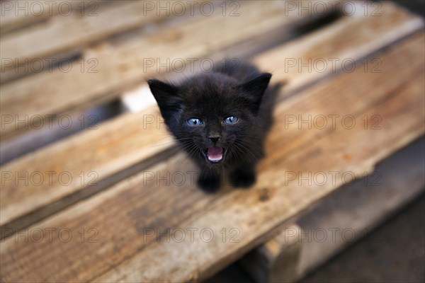 Black kitten with blue eyes