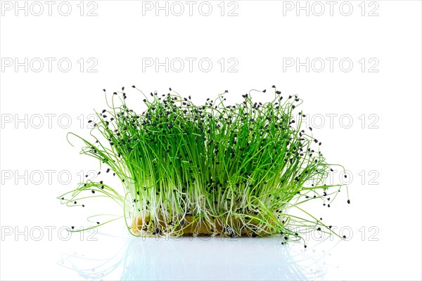 Fresh microgreens. Sprouts of chives isolated on white background