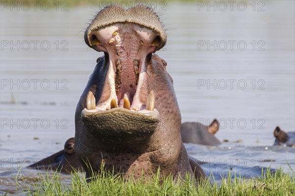 Hippo