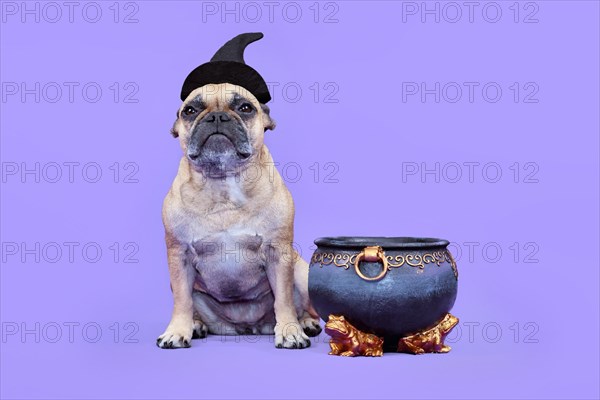 French Bulldog dog with Halloween costume witch hat next to cauldron on purple background