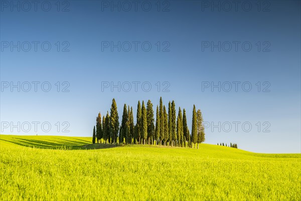 Cipressi di San Quirico dOrcia