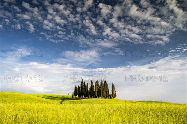 Cipressi di San Quirico dOrcia