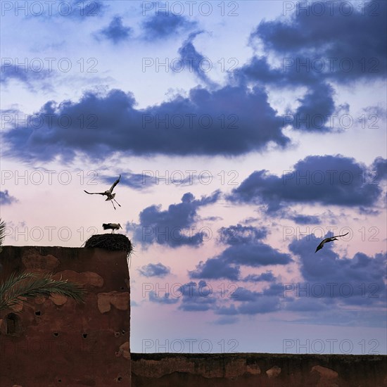 Three white storks