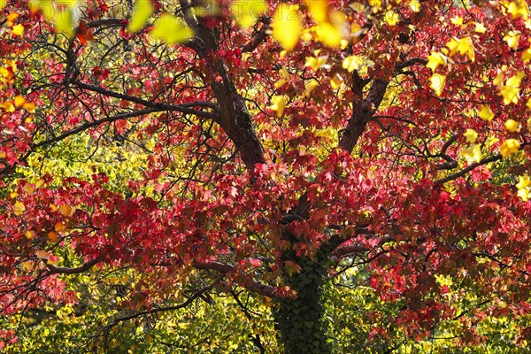 American sweetgum