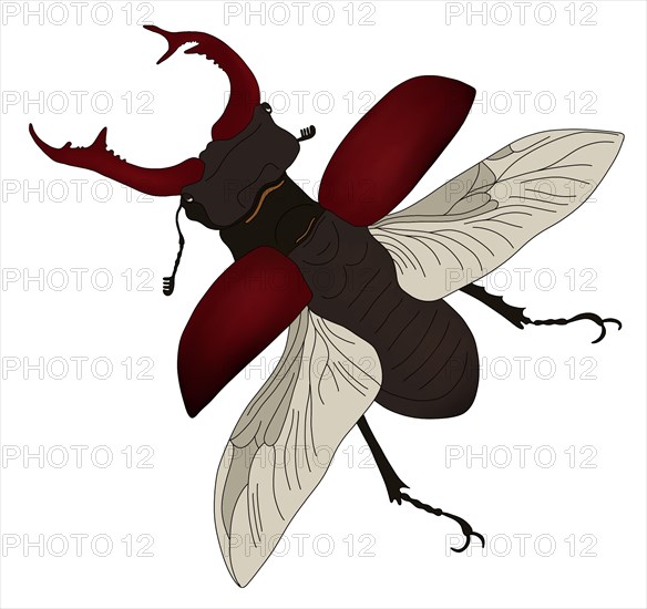 Stag beetle