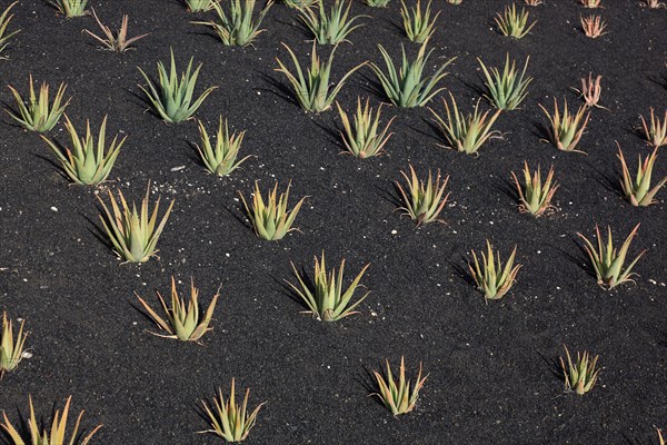 Aloe Vera Plantation at Orzola