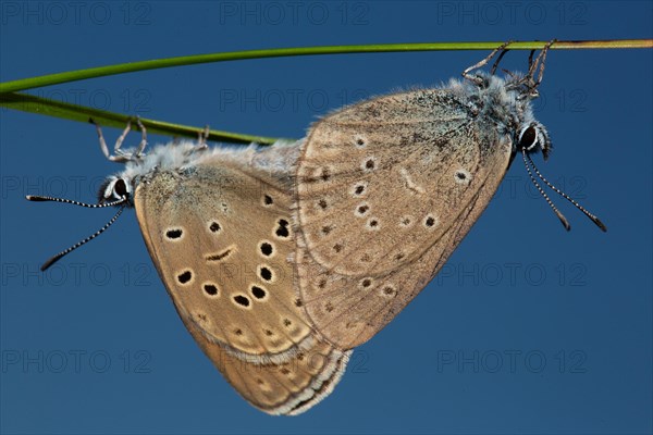 Mountain Alcon blue two moths mating hanging on green stalk seeing different in front of blue sky