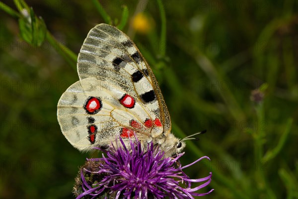 Apollo butterfly with closed wings sitting on purple flower looking right