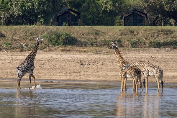 Rhodesian giraffe